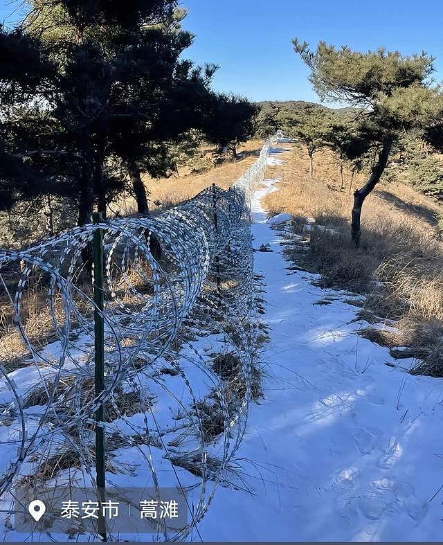 崂山被曝布设泰山同款“刀片网”，环保部门：未收到审批申请（组图） - 3