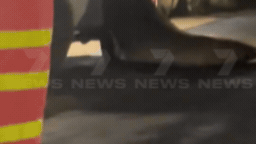 “网红海豹”再现澳洲街头，重达1吨！大闹加油站，疯狂摇晃皮卡（组图） - 1