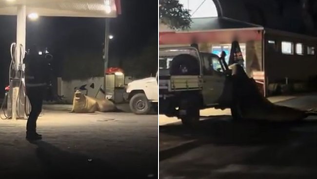 “网红海豹”再现澳洲街头，重达1吨！大闹加油站，疯狂摇晃皮卡（组图） - 2
