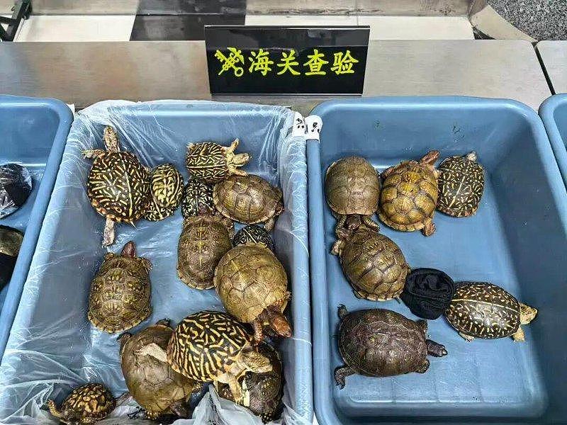 大腿怪怪的…深圳海关逮8名“龟仙人”，携53活体龟入境 - 2