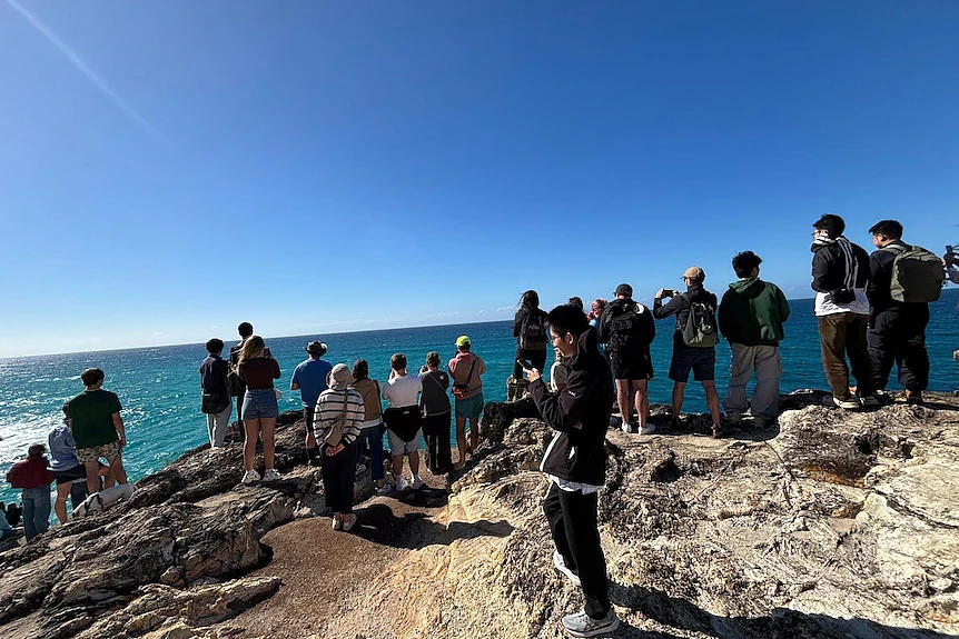 澳洲海岸现罕见纯白座头鲸幼崽!吸引大批人群围观,疑为知名网红白鲸后代(组图) - 1