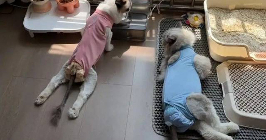 吃同款猫粮后腿全瘫?超5000只猫疑中招,兽医揭共同点 - 1