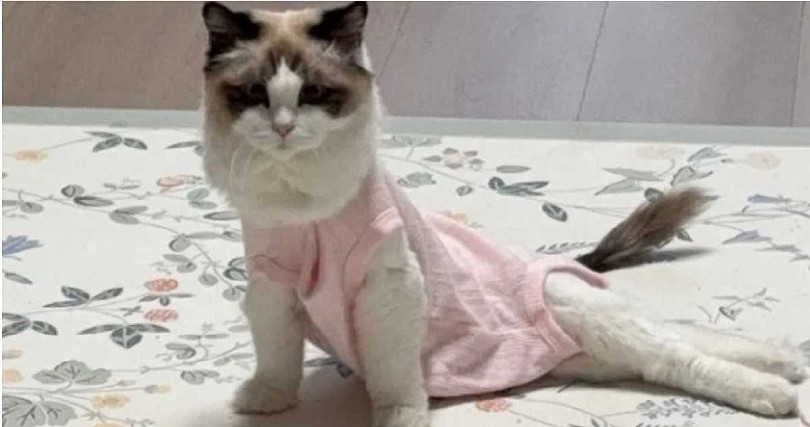 吃同款猫粮后腿全瘫?超5000只猫疑中招,兽医揭共同点 - 2