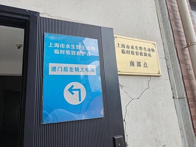 “鳄了么”上门?上海16岁男生网购“迷你宠物”,被家人暂存在消防通道,一觉醒来,半米长的鳄鱼不见了 - 3