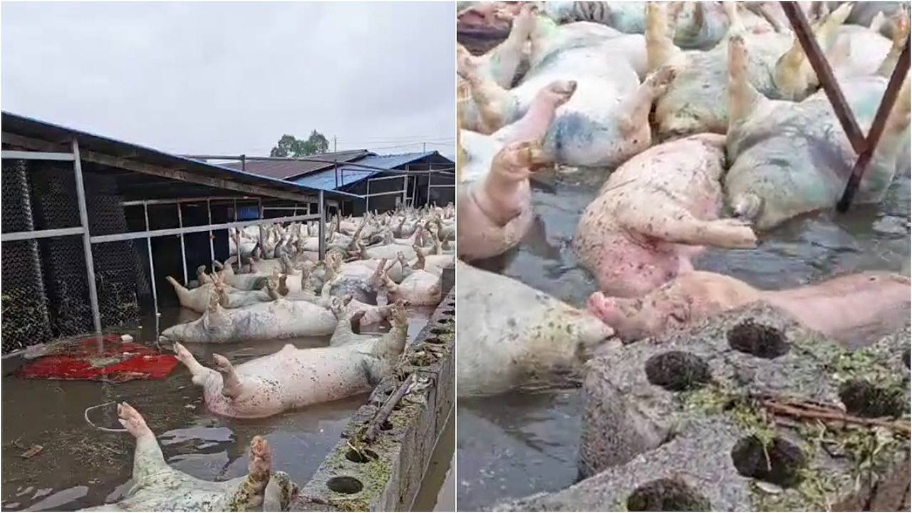西洪灾致数千死猪漂浮水面,官方严防漂出养猪场(组图) - 1