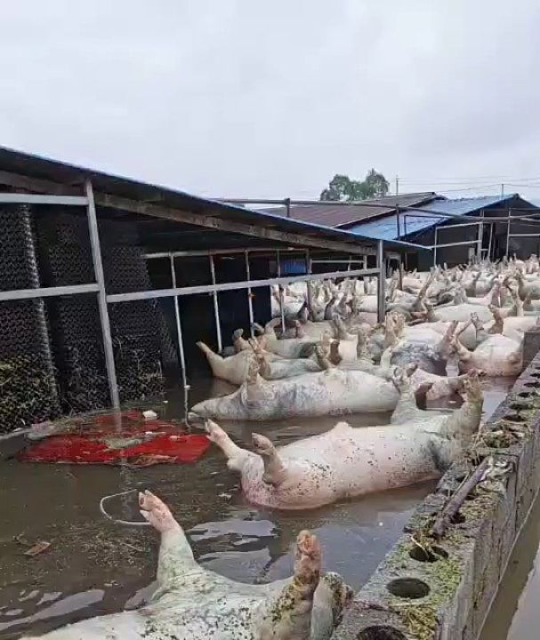西洪灾致数千死猪漂浮水面，官方严防漂出养猪场（组图） - 2