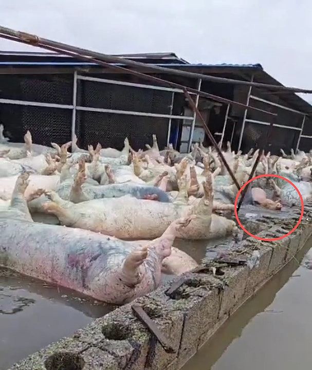 西洪灾致数千死猪漂浮水面,官方严防漂出养猪场(组图) - 3