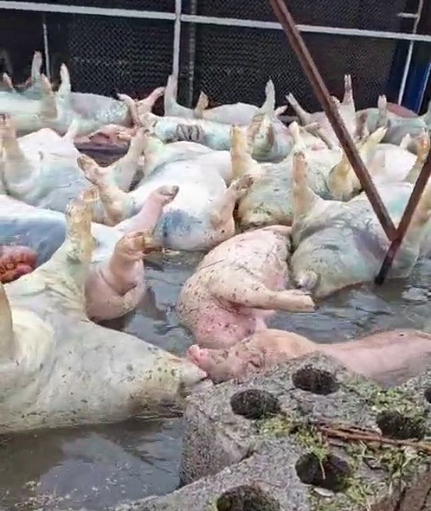 西洪灾致数千死猪漂浮水面,官方严防漂出养猪场(组图) - 4