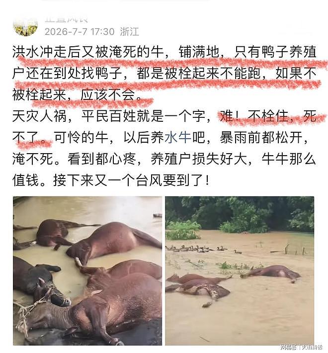 触目惊心！广西洪水漂浮大量死牛，养殖户损失惨重（组图） - 3