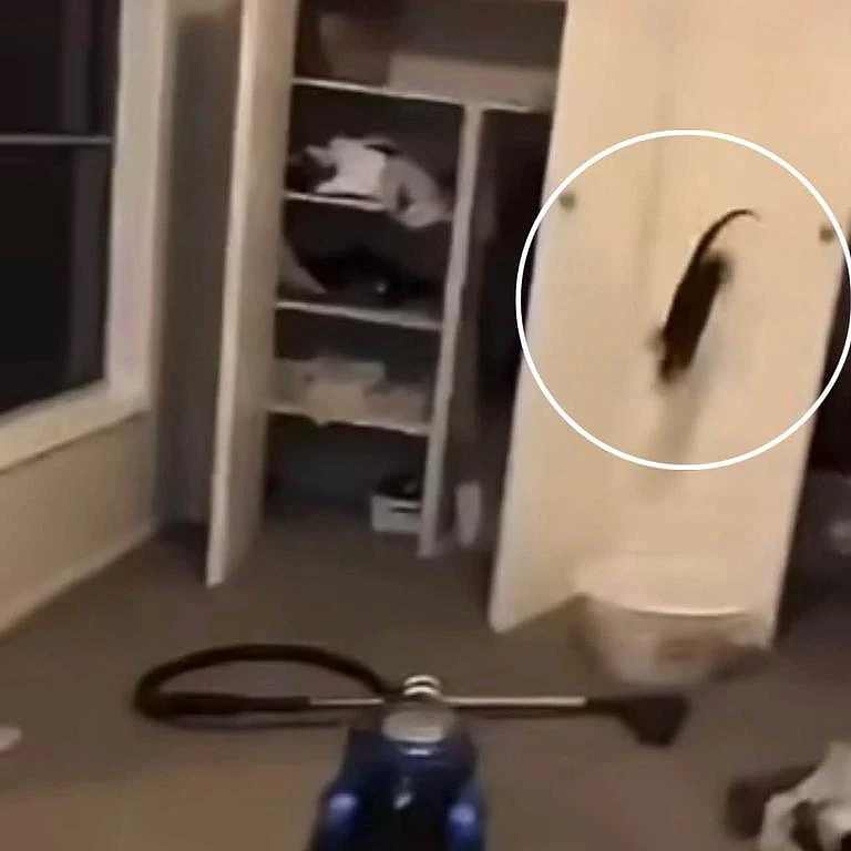 视频疯传!澳男直播虐猫激起公愤,RSPCA紧急介入调查 - 1