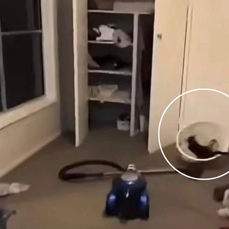 视频疯传!澳男直播虐猫激起公愤,RSPCA紧急介入调查 - 3