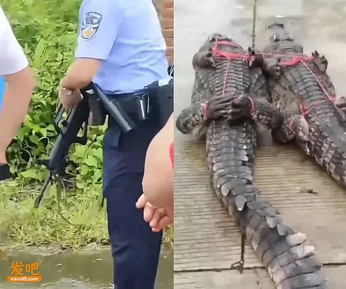 网传广西洪水大批鳄鱼出逃,民警用95开枪击毙?(组图) - 1