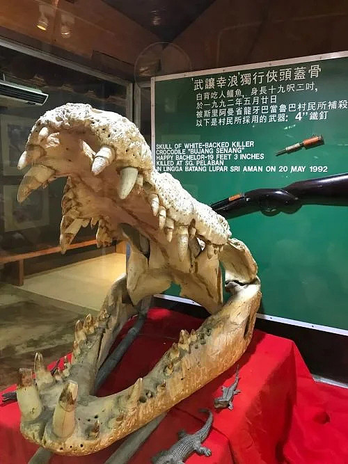 网传广西洪水大批鳄鱼出逃,民警用95开枪击毙?(组图) - 26