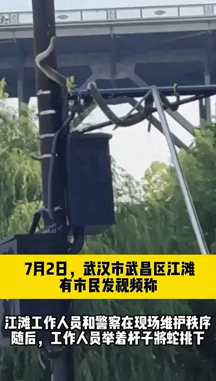 洪水里有蛇怎么办？记住这4点，关键时刻能保命（组图） - 3