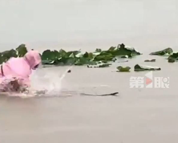 广西洪灾千蛇出逃！老妇被眼镜蛇咬脖身亡，全村排雷式搜蛇（组图） - 3