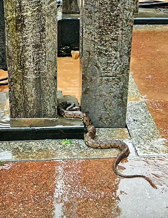 广西洪灾千蛇出逃！老妇被眼镜蛇咬脖身亡，全村排雷式搜蛇（组图） - 4