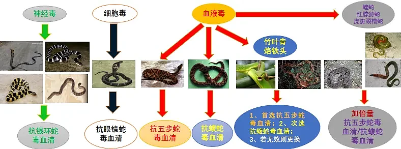 害、利之间：广西洪流之中的蛇与养蛇人 - 4