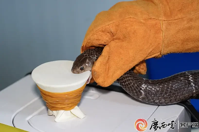 害、利之间：广西洪流之中的蛇与养蛇人 - 6