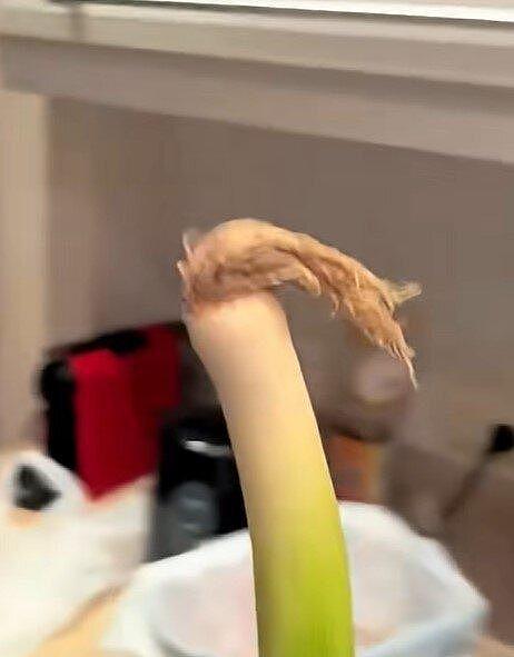 重庆“哈兰葱”爆火!钓出本尊回复,原创者:非葱是蒜 - 3