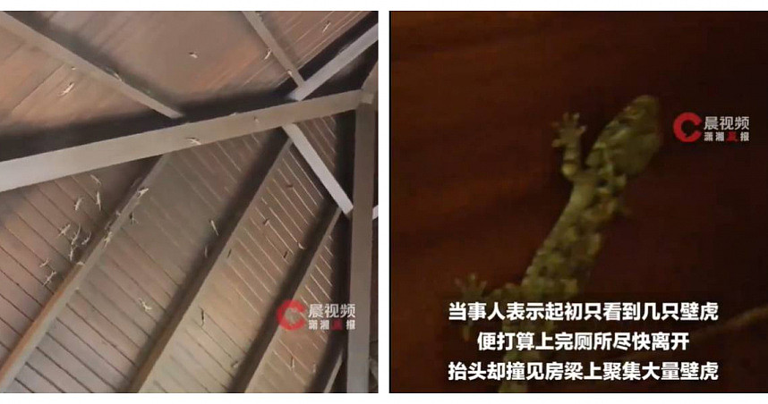 厕所变壁虎豪宅？女游客如厕惊见“满屋顶都是”，画面曝（图） - 1