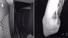 澳民宅凌晨惊现“不速之客”！摄像头发出警报，屋主一看人傻了（视频/组图）