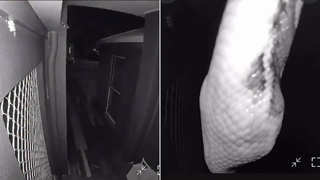 澳民宅凌晨惊现“不速之客”!摄像头发出警报,屋主一看人傻了(视频/组图) - 1