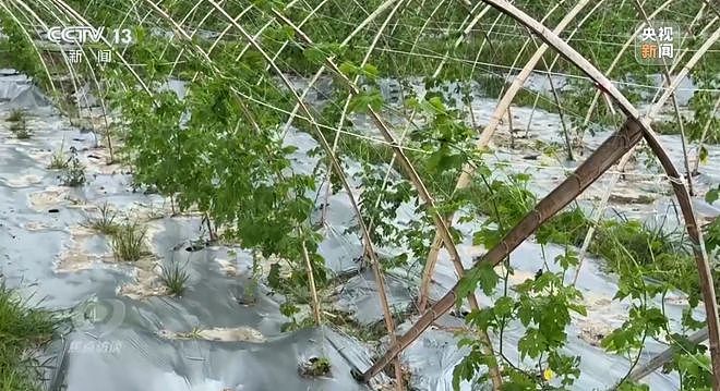 种23万亩水稻，上报近39万亩！央视曝光湖南江华县“纸上种田”（组图） - 5
