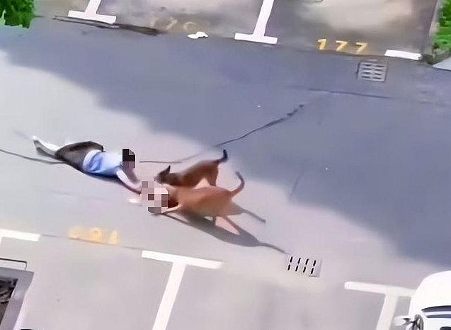 上海2恶犬疯狂撕咬幼童，母亲趴地抢娃，路人旁观不敢走近（组图） - 2