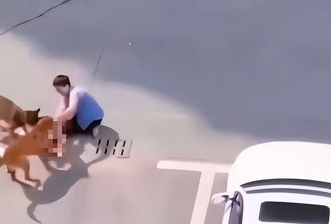 上海2恶犬疯狂撕咬幼童，母亲趴地抢娃，路人旁观不敢走近（组图） - 3