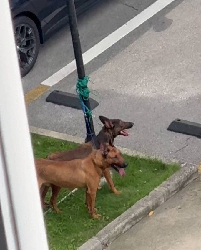 上海2恶犬疯狂撕咬幼童，母亲趴地抢娃，路人旁观不敢走近（组图） - 5