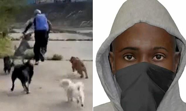 汪汪队立大功!澳女光天化日之下险遭强奸,6只爱犬追咬赶跑歹徒(组图) - 1
