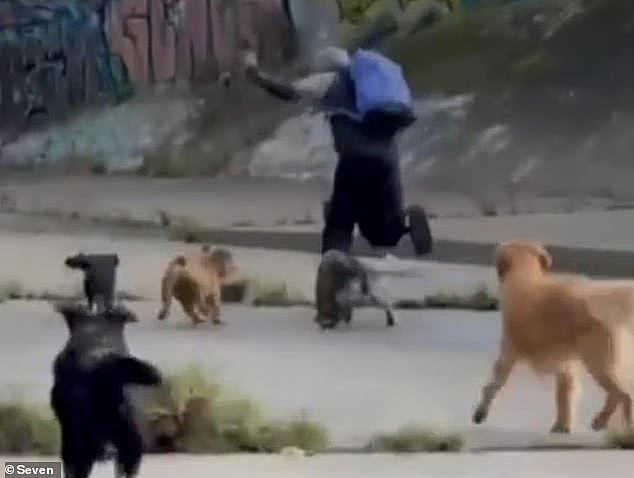 汪汪队立大功!澳女光天化日之下险遭强奸,6只爱犬追咬赶跑歹徒(组图) - 2