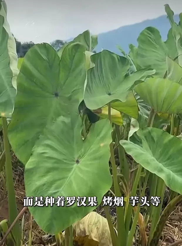 《焦点访谈》是不是太苛责农民和基层干部了? - 3