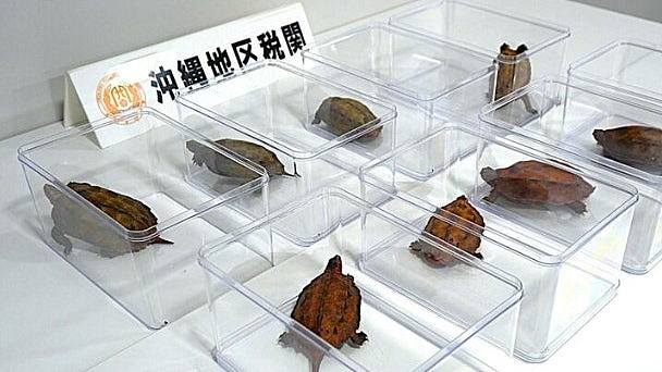 中国青年赴日本捉濒危龟被捕,懊悔认错:当时眼里只有钱 - 1