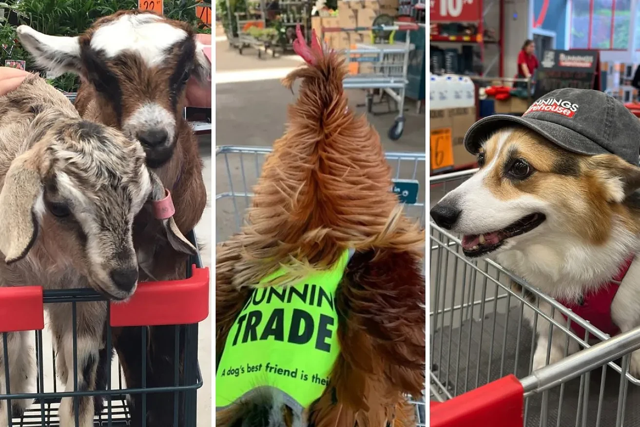 Bunnings宠物政策引发争议：公鸡、绵羊甚至羊驼都能进店 - 1