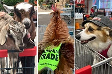 Bunnings宠物政策引发争议：公鸡、绵羊甚至羊驼都能进店