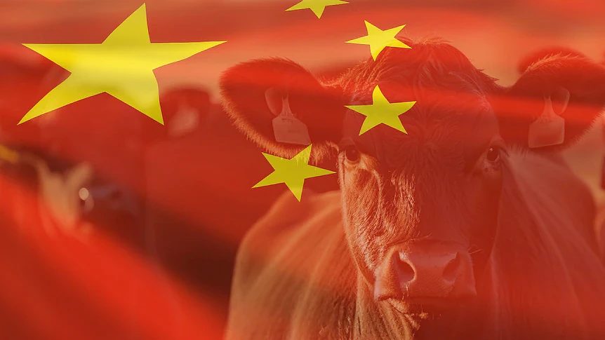 中国加征55%关税,澳洲对华牛肉出口停滞(组图) - 1