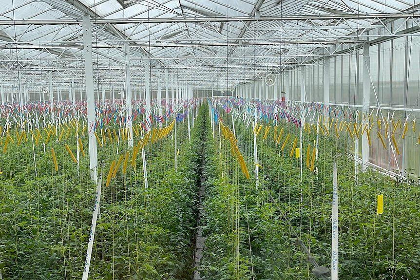 澳洲水果要暴雷?农药残留上限拟增500倍!监管机构:不会危害人体健康(组图) - 2