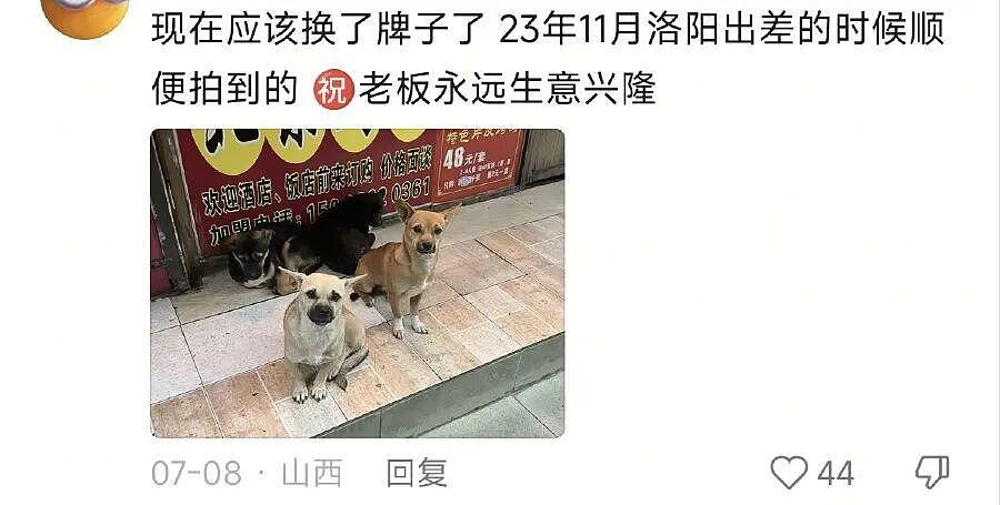 河南烤鸭店每天第一波客人竟是汪汪队!5只小狗街头自觉排队等投喂 - 2
