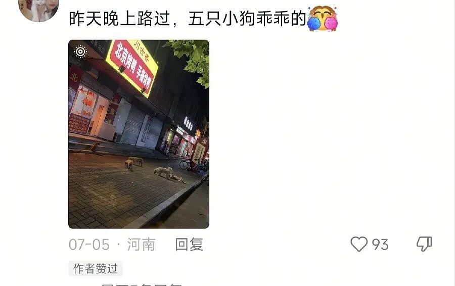 河南烤鸭店每天第一波客人竟是汪汪队!5只小狗街头自觉排队等投喂 - 6