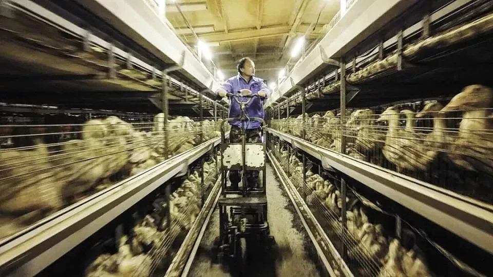 一只“北京鸭”,为何让欧盟如此焦虑(组图) - 4