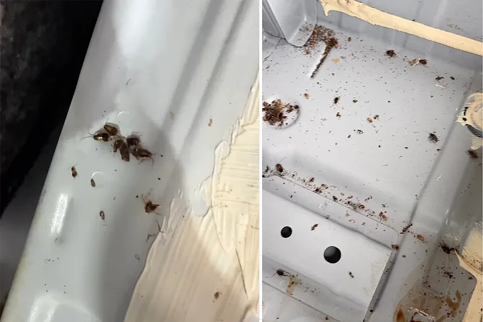 澳汽车堆满垃圾,座椅下藏数百只小强!花了3天才弄干净(组图) - 4