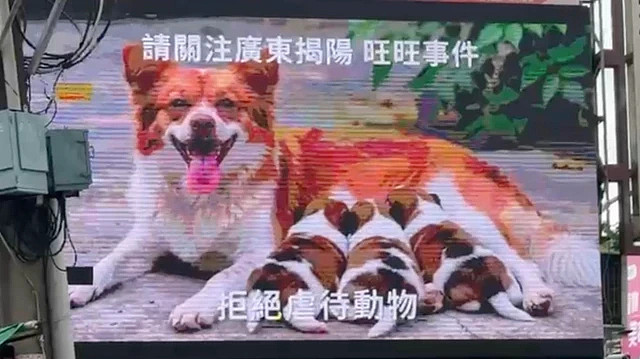 BBC:中国揭阳虐狗案如何席卷全球各地舆论? - 1