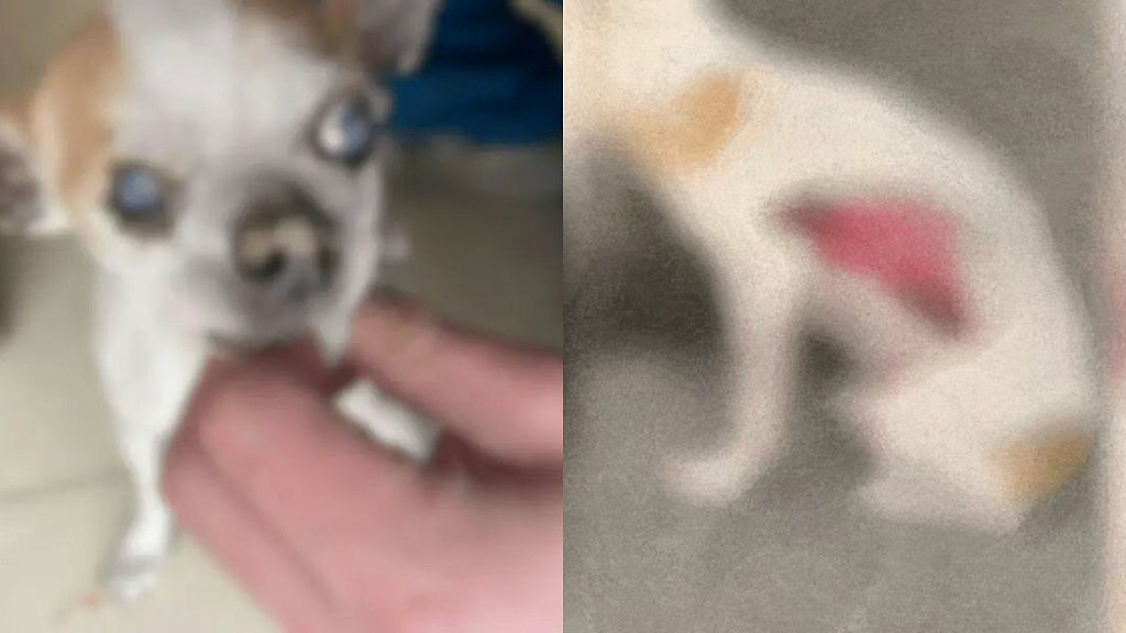 山西连环虐狗案,犬只遭大面积剥皮惨死,动保悬赏万元缉凶 - 1