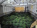 澳洲警方破获地下大麻农场，棚屋下藏秘密“地堡” - 1