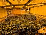 澳洲警方破获地下大麻农场，棚屋下藏秘密“地堡” - 2