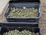 澳洲警方破获地下大麻农场，棚屋下藏秘密“地堡” - 3