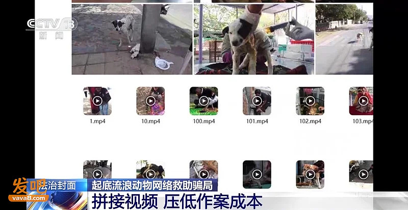 250万善款仅3千元用于救助，起底流浪动物救助骗局（组图） - 15