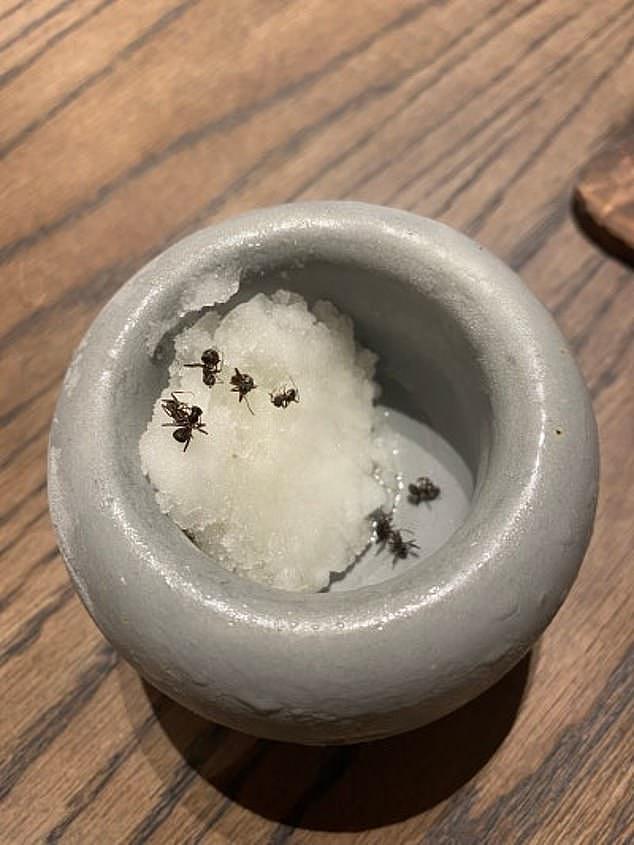 米其林餐厅用4.9万只蚂蚁做菜！澳洲大厨恐面临1年监禁（组图） - 1