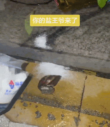 危险的非洲大蜗牛正在扩张，北方也可能失守 - 2